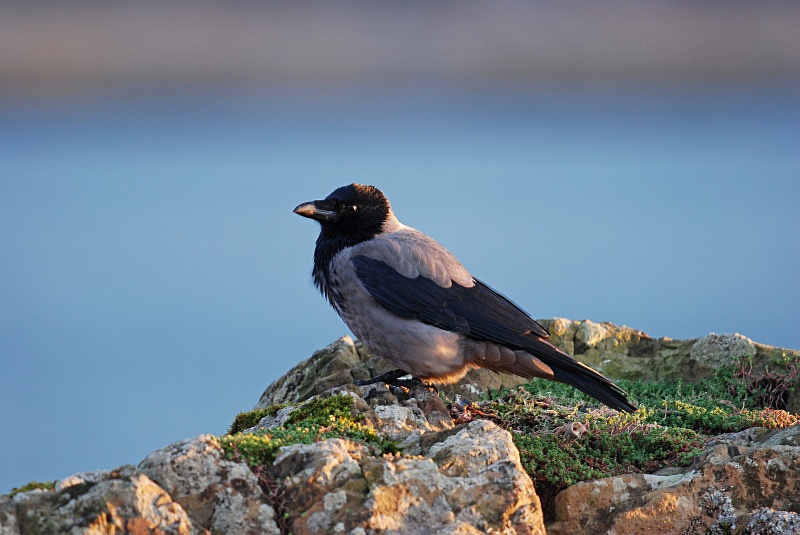 Hooded Crow - Crows