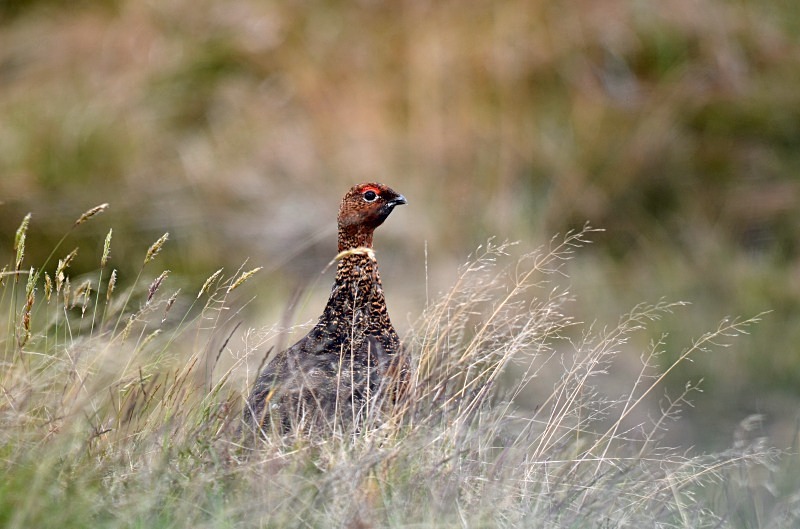 Red Grouse - Game birds