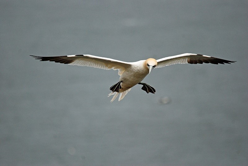 Gannet - Gannets