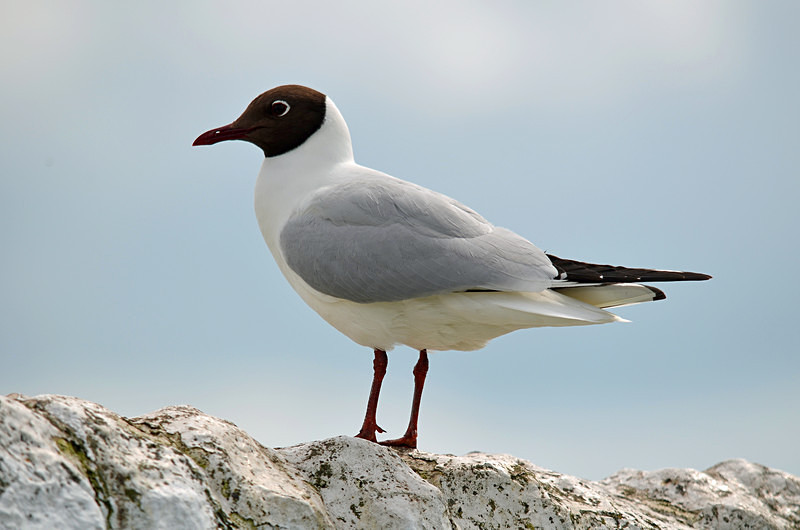 Black-headed Gull - Gulls