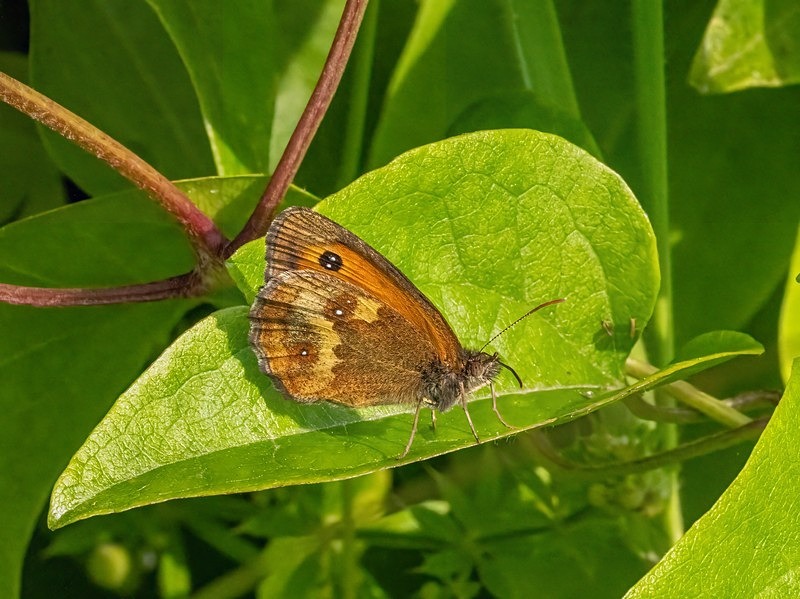 Gatekeeper - Butterflies