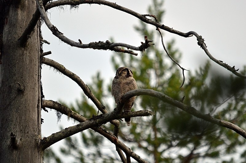 Northern Hawk Owl - North Finland - part 2