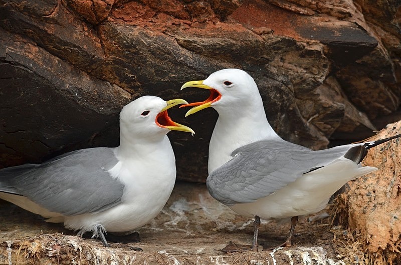 Kittiwakes - North Norway