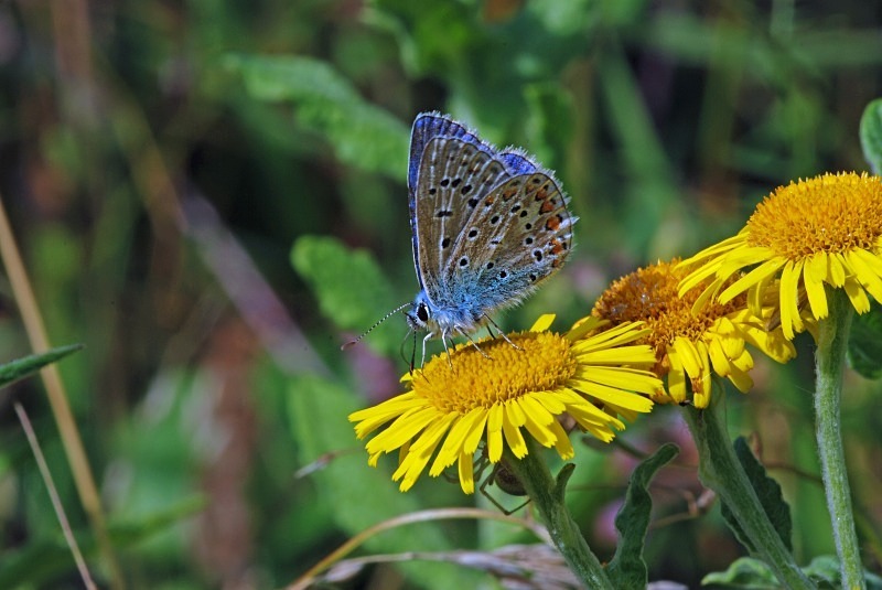Common Blue - Butterflies