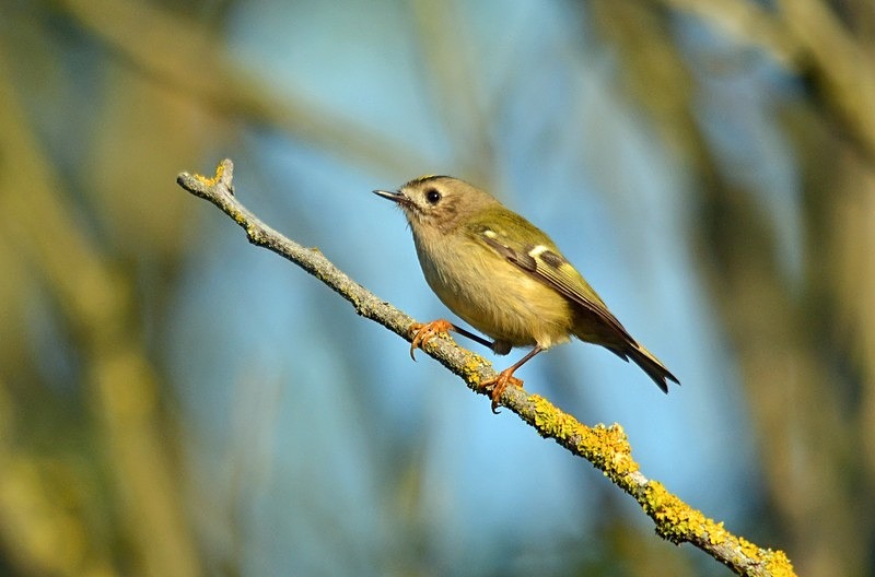 September 2020 - Goldcrest - Photos of the month
