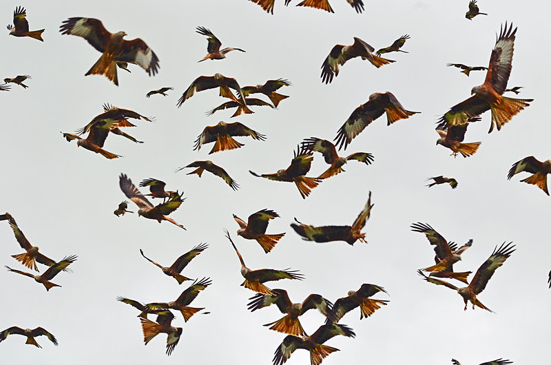 Red Kites - Birds of prey