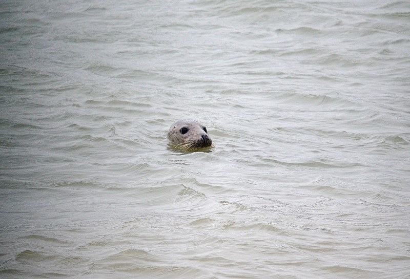 Atlantic Grey Seal - Netherlands - December 2019