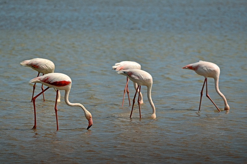 Greater Flamingos - South and west Spain - April and May 2012