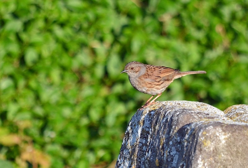 Dunnock