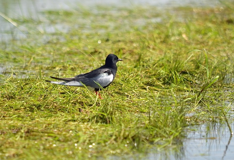 White-winged Black Tern - North east Poland - May 2013