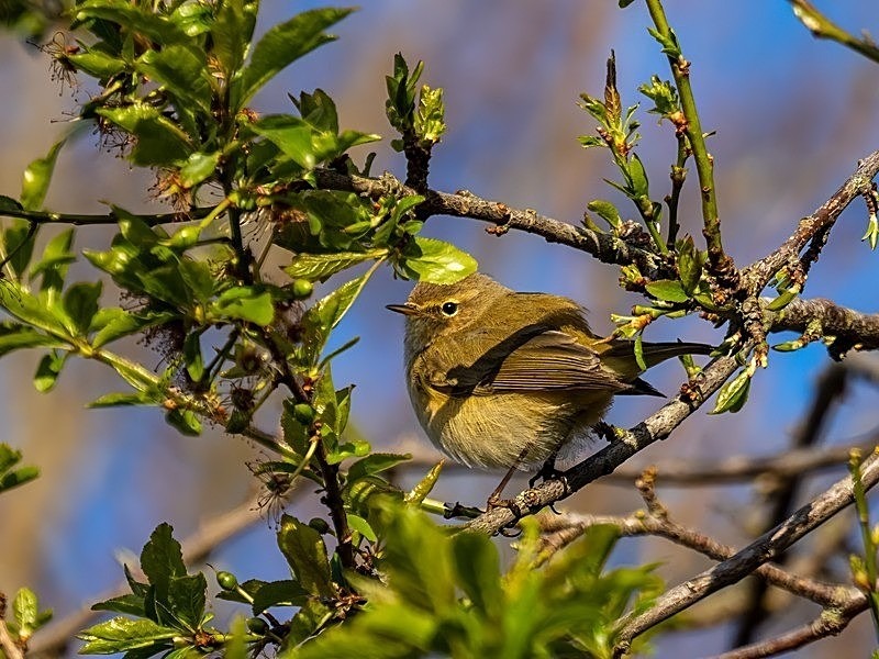March 2022 - Chiffchaff - Photos of the month