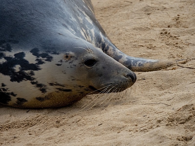 Atlantic Grey Seal - Atlantic Grey Seals