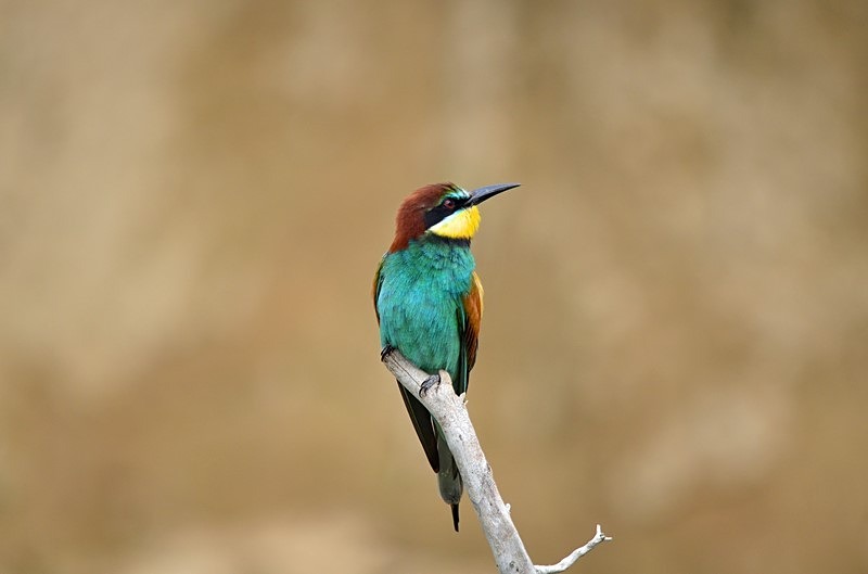 European Bee-eater - Bulgaria