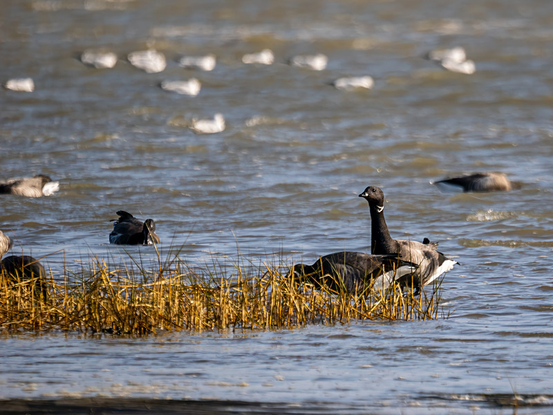 Dark-bellied Brent Goose - Latest photos