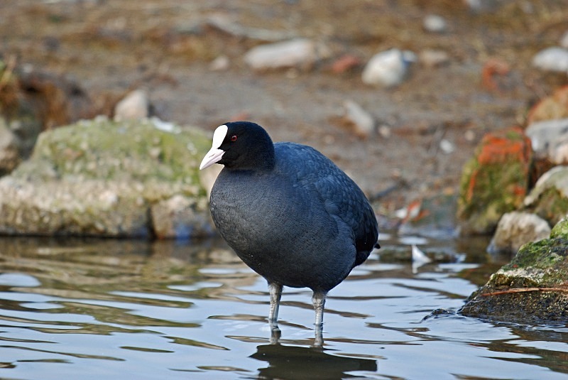 Coot - Crakes and rails