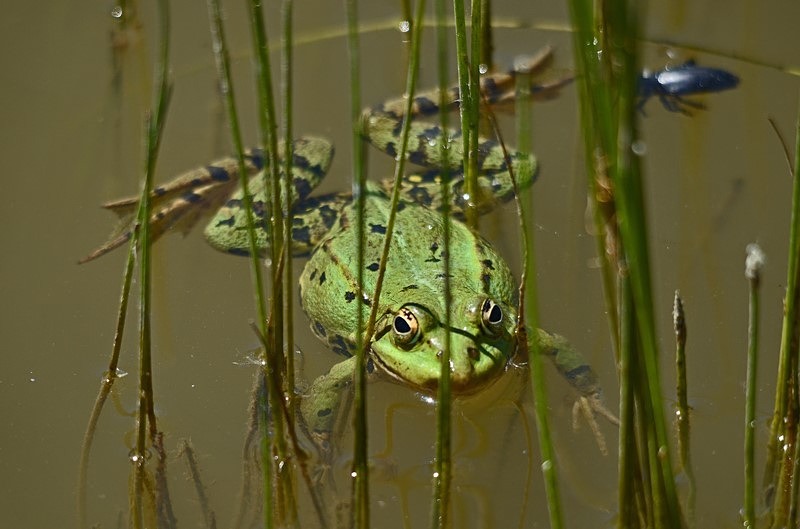 Marsh Frog - Slovakia