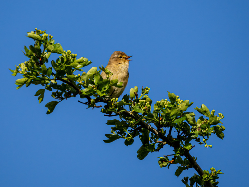 Chiffchaff - Latest photos