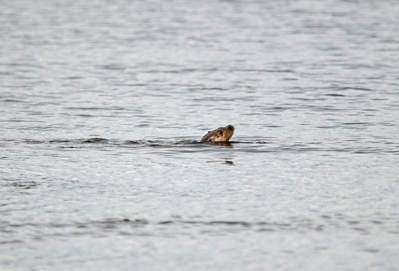 Otter - Otters