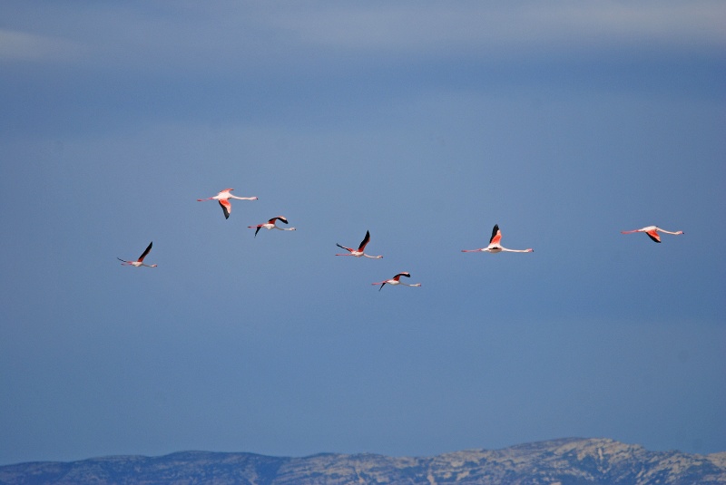 Greater Flamingos - Catalunya