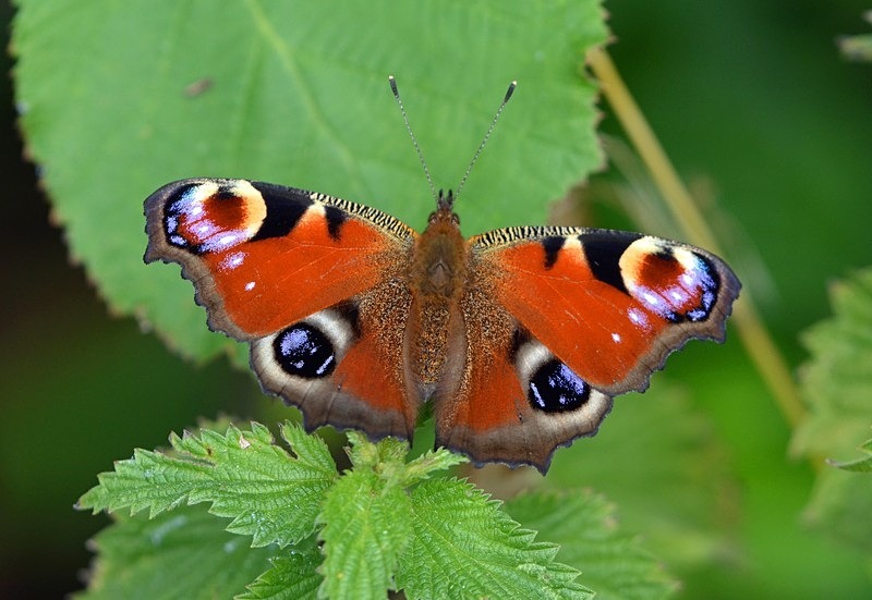 Peacock - Butterflies