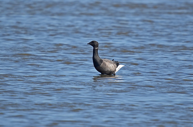 Dark-bellied Brent Goose - Black geese