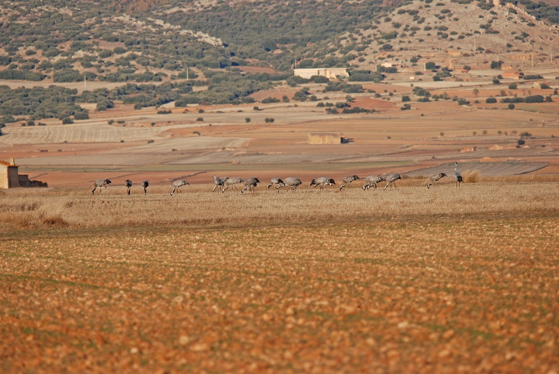Common Cranes - Aragon