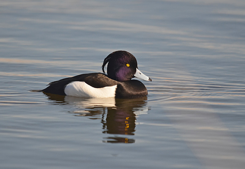 Tufted Duck - Diving ducks
