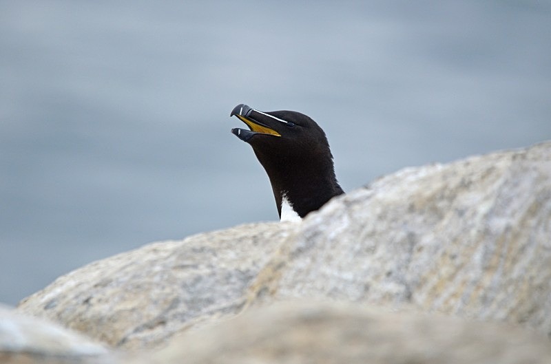 Razorbill - North Norway