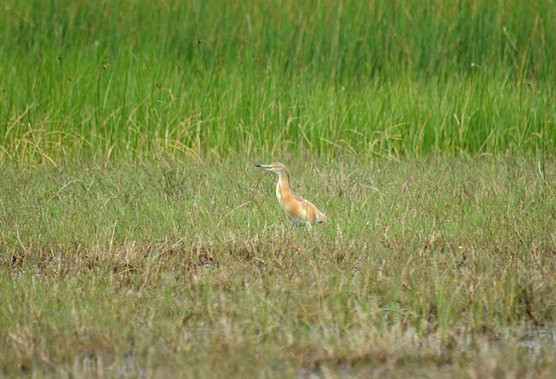 Squacco Heron - East Macedonia and Thrace
