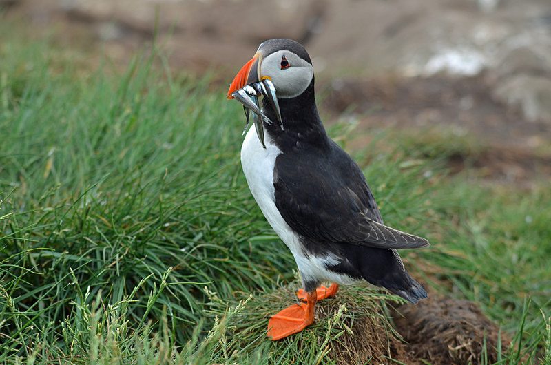 Puffin - Puffins