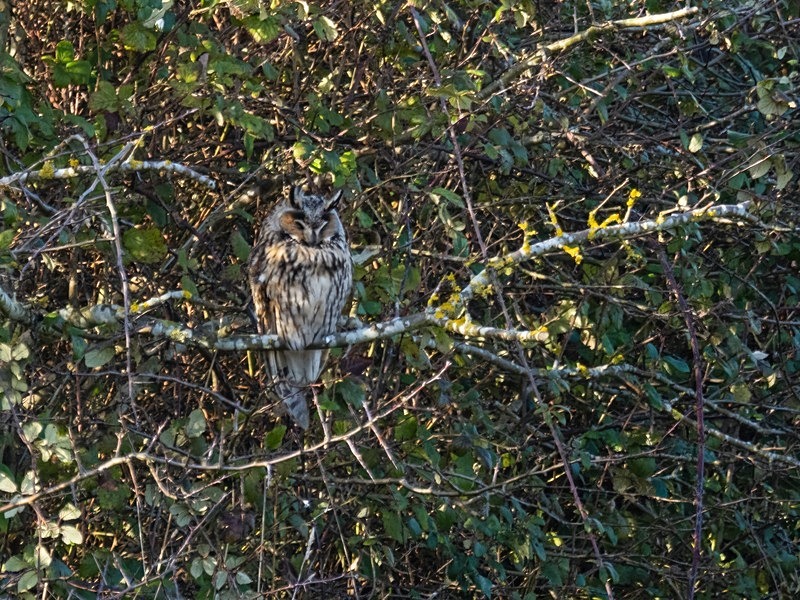 Long-eared Owl - Owls