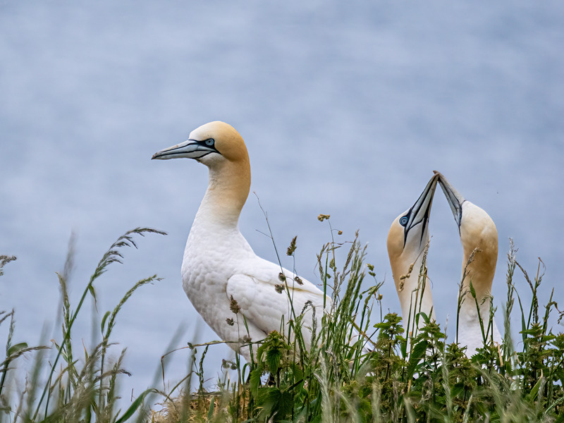 Gannets - Latest photos