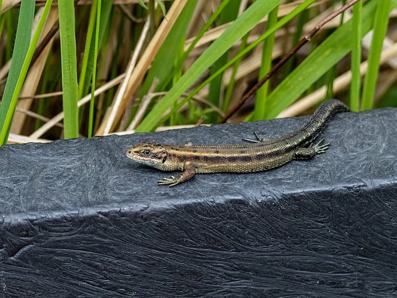 Common Lizard - Lizards