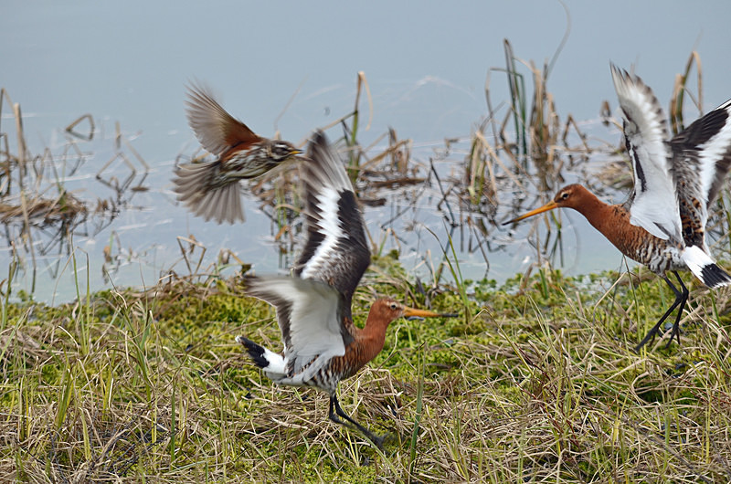 Black-tailed Godwits .... and a Redwing! - North east Iceland