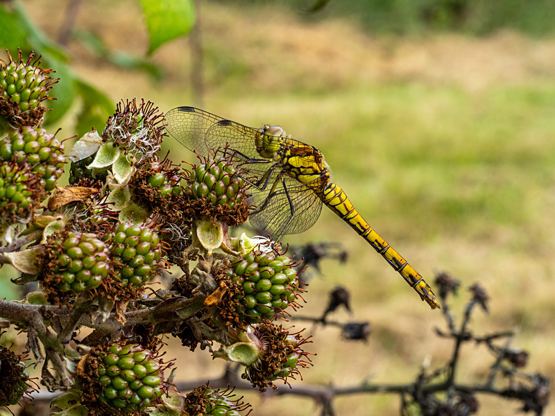Ruddy Darter - Latest photos