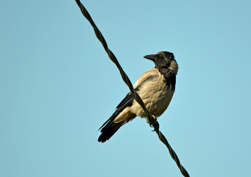 Hooded Crow - Estonia