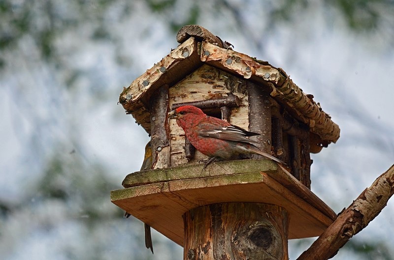 Pine Grosbeak - North Finland - part 1