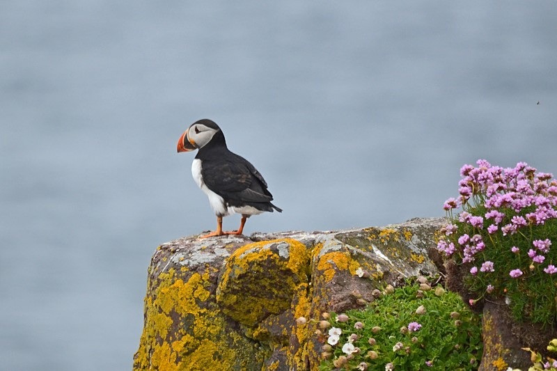 Puffin - Puffins