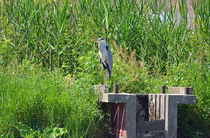 Grey Heron - Hungary