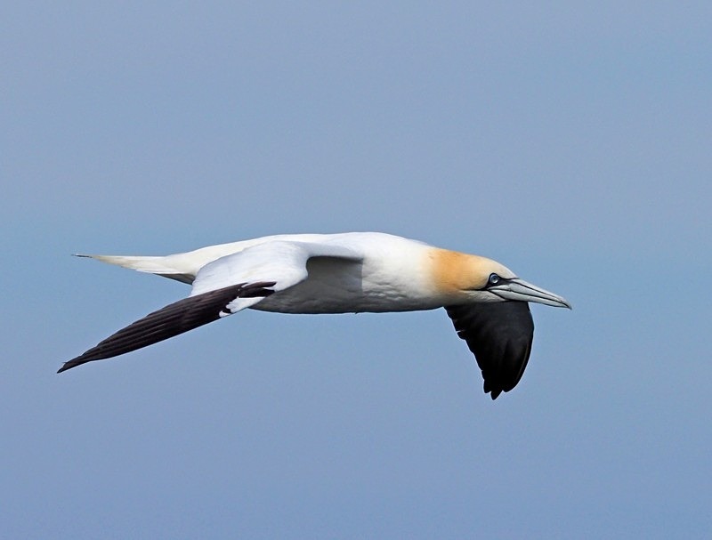 Gannet - Gannets