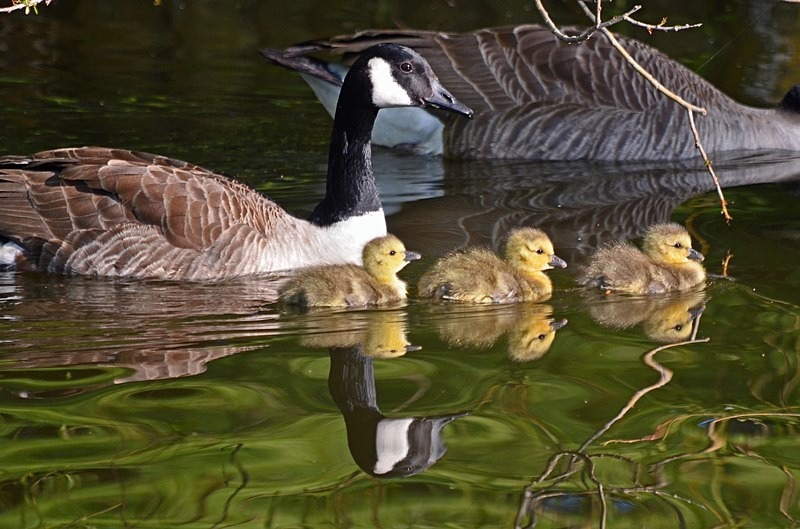 Canada Goose and goslings - Black geese