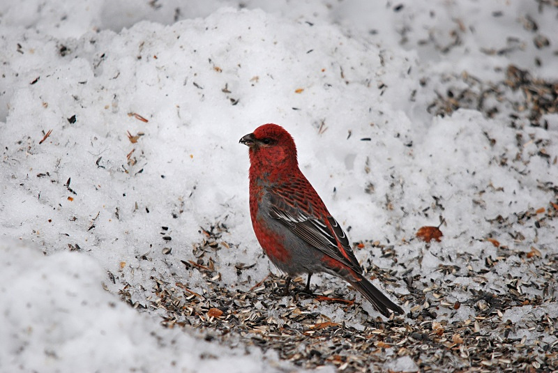 Pine Grosbeak - Finland