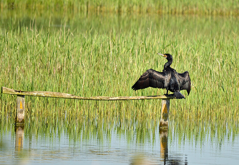 Cormorant - Cormorants and Shags