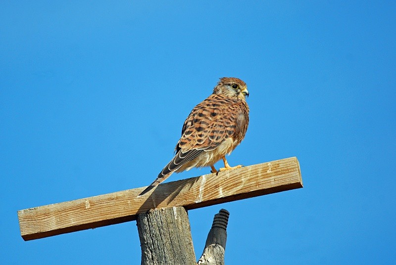 Common Kestrel - South and north west Spain - September 2010