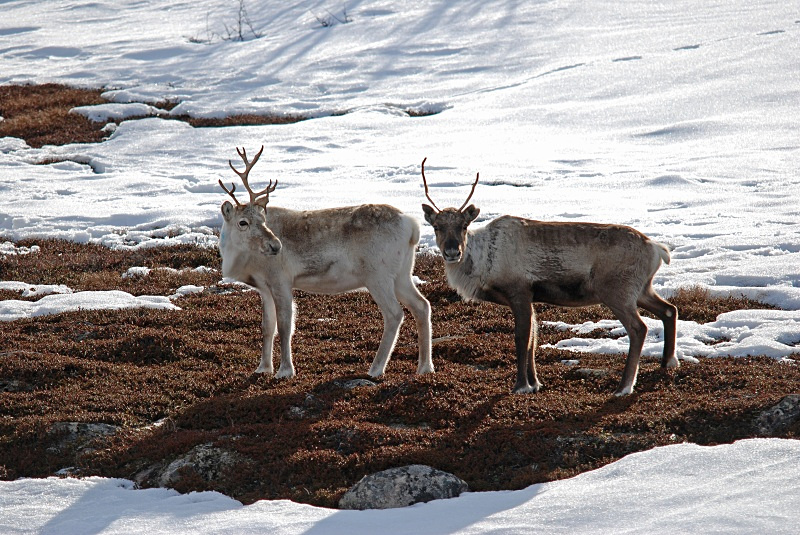 Reindeer - Norway