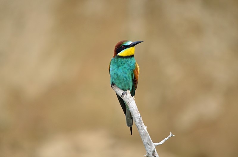 European Bee-eater - Bulgaria