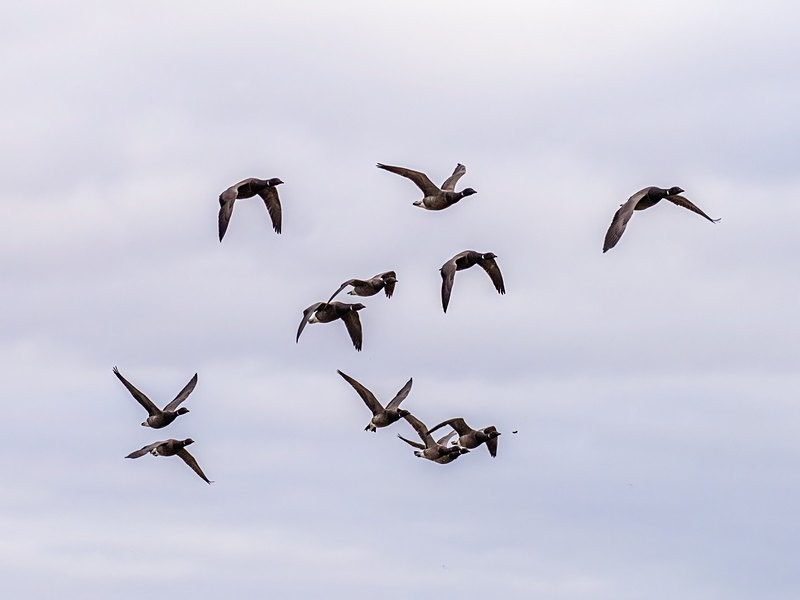 Dark-bellied Brent Geese - Black geese