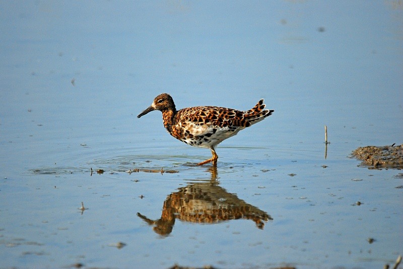 Ruff - Sandpipers