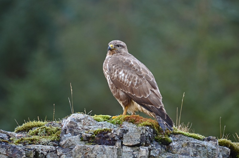 Common Buzzard - Birds of prey