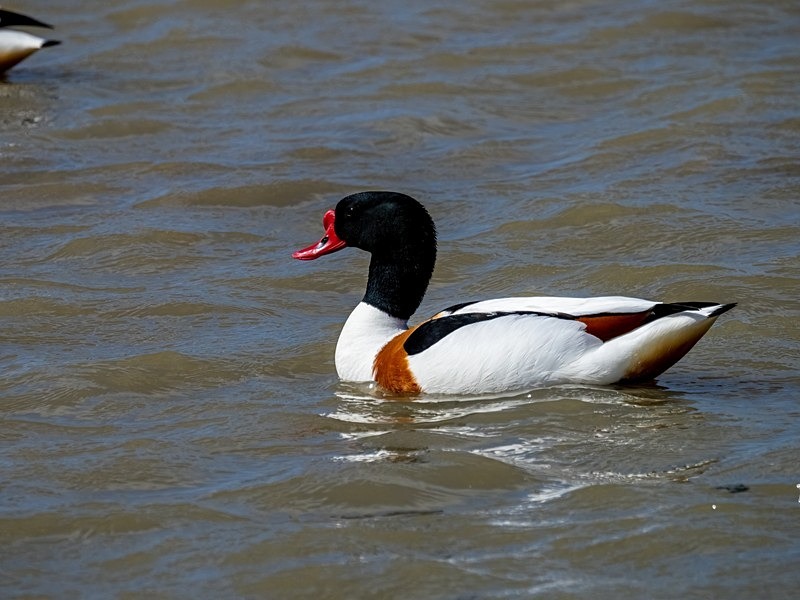 Shelduck - Shelducks